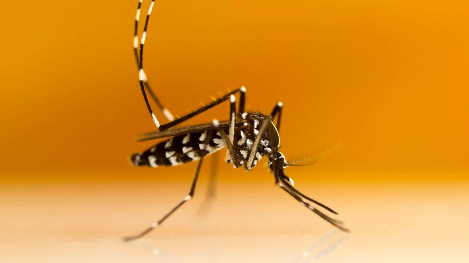 Aedes transgênico na Bahia: o que significa 2 Mosquitos Aedes modificados são uma estratégia de controle vetorial, não uma proteção individual isolada.