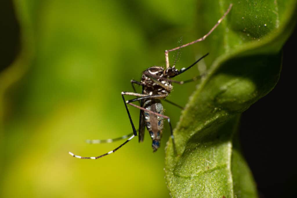 Mortalidade infantil no Brasil: dados e contexto 3 zika